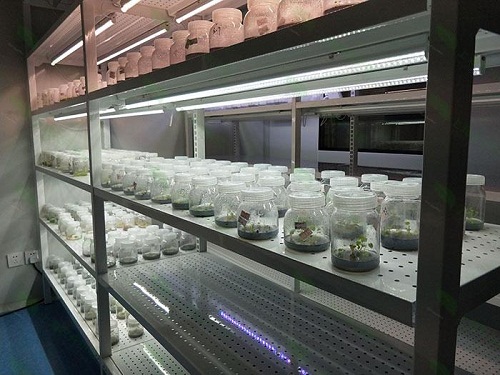 禹城植物组织培养实验室设计建设方案